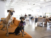 A dog, a security gate or surveillance cameras: Which security solution is best for your small business?