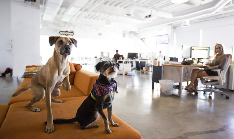 A dog, a security gate or surveillance cameras: Which security solution is best for your small business?